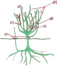 Pruning Diagram.jpg